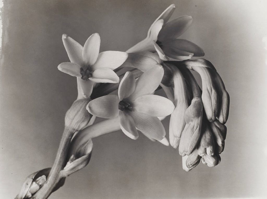 Imogen Cunningham Tuberose, 1920’s